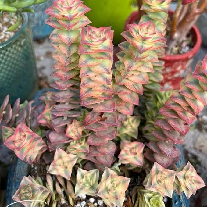 Variegated String of Buttons Live Plants, Easy Indoor Trailing Succulent in 4" Pot, Hanging Succulent Houseplant Indoor Outdoor Planting