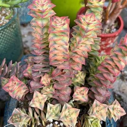 Variegated String of Buttons Live Plants, Easy Indoor Trailing Succulent in 4" Pot, Hanging Succulent Houseplant Indoor Outdoor Planting