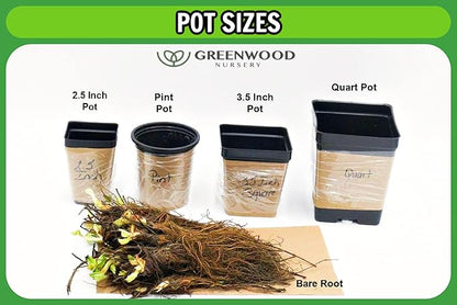 Greenwood Nursery: Live Ground-Cover Plants - English Ivy + Hedera Helix - [Qty: 1x Pint Pot] - (Click for Other Available Plants/Quantities)