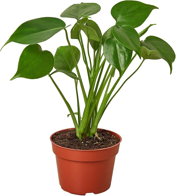House Plant Shop | Monstera 'Deliciosa' - 4" Pot | Live Indoor Plant | Easy to Care | Natural Décor Plant | Great Gifts| Free Care Guide