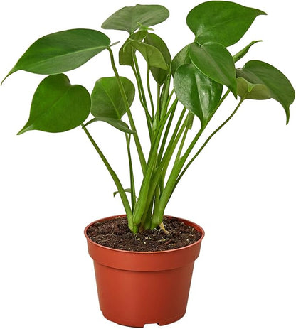 House Plant Shop | Monstera 'Deliciosa' - 4" Pot | Live Indoor Plant | Easy to Care | Natural Décor Plant | Great Gifts| Free Care Guide