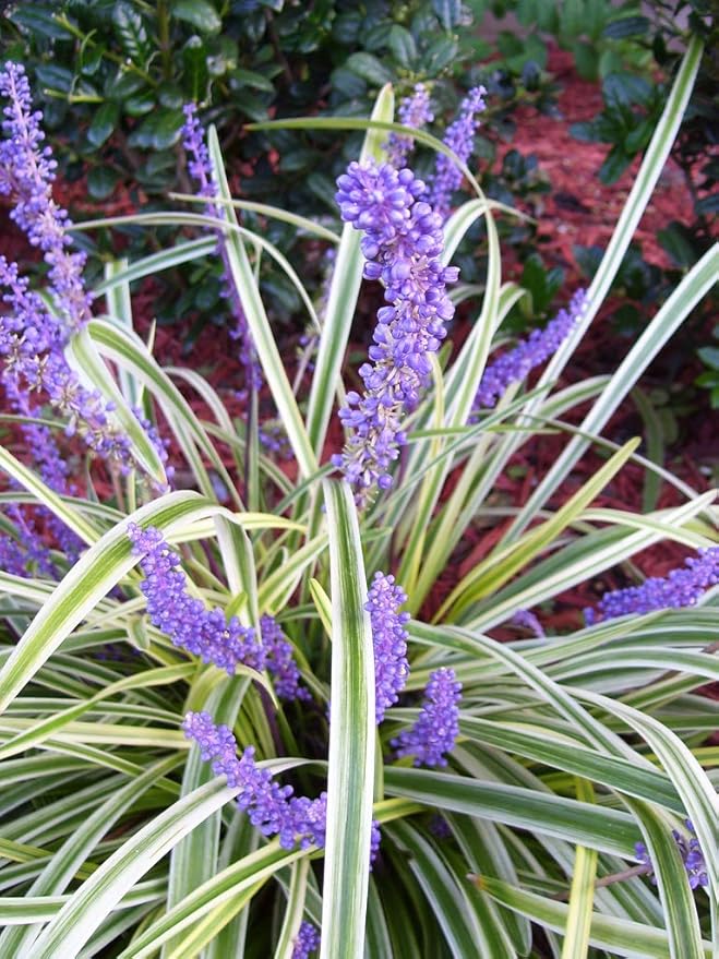 Variegated Liriope | 3 Live Plants | Liriope Muscari Variegata | Ornamental Ground Cover Plants | Evergreen Foliage