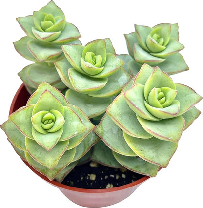 Live Succulent 4" Crassula Perforata Ivory Towers, Succulents Plants Live Fully Rooted House Plant for Home Office Decoration, DIY Projects by The Succulent Cult
