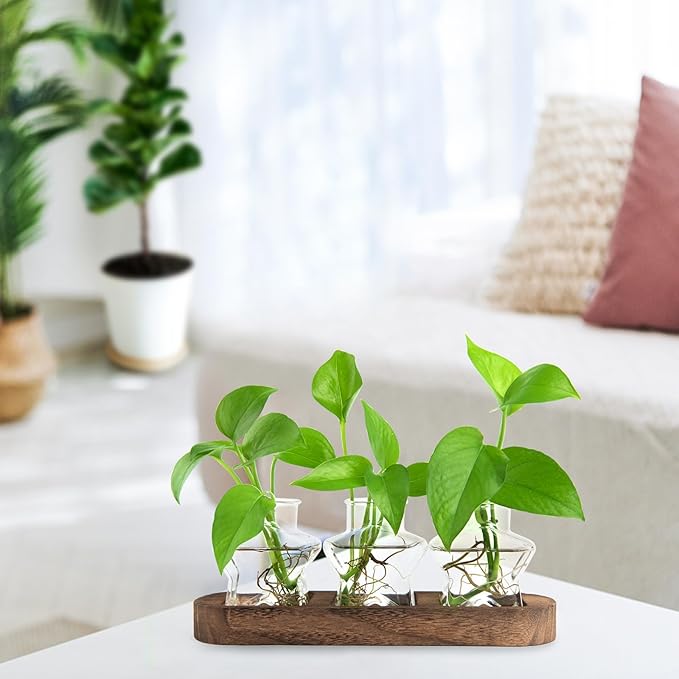 Plant Propagation Stations, Plant Lover Gift, Star Shaped Glass Vase with Wooden Stand for Propagating Hydroponic Home Office Garden Decor