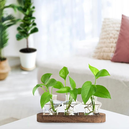 Plant Propagation Stations, Plant Lover Gift, Star Shaped Glass Vase with Wooden Stand for Propagating Hydroponic Home Office Garden Decor