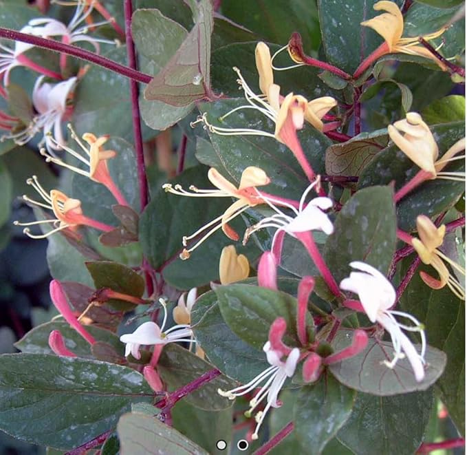 MyShelfie Purple Honeysuckle Vine Plant Fragrant Purple Flower (Lonicera Japonica Purpurea), Live Starter Plant with Purple Leaves, 2-Inch Pot