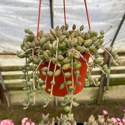 Variegated String of Pearls Live Plants, Easy Indoor Trailing Succulent in 4" Pot, Hanging Succulent Houseplant Indoor Outdoor Planting