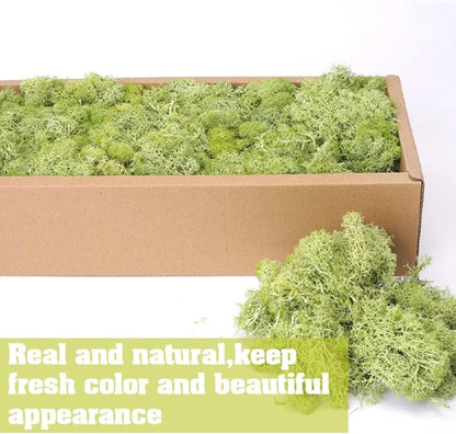 Preserved Reindeer Craft Moss-17.6oz Natural Green DIY Kit Gardenning Art Wall Florist Moss Terrariums Gardenning Decor Landscape Garden Decor(Shallow Green 17.6 OZ)