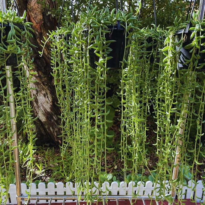 String of Banana Live Plants, Easy Indoor Trailing Succulent in 4" Pot, Hanging Succulent Houseplant Indoor Outdoor Planting