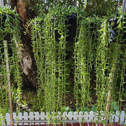 String of Banana Live Plants, Easy Indoor Trailing Succulent in 4" Pot, Hanging Succulent Houseplant Indoor Outdoor Planting