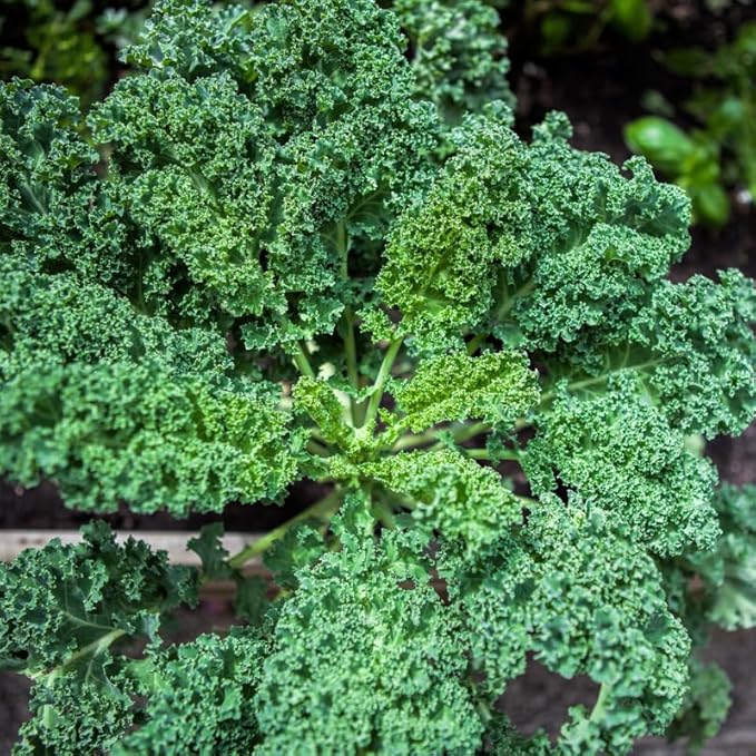 Kale Plant, 4 Inch Pot, Vegetable Kale Plants Potted