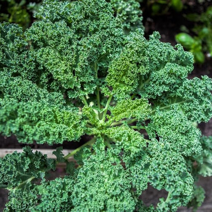 Kale Plant, 4 Inch Pot, Vegetable Kale Plants Potted