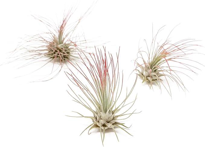 Red Colorful Tillandsia Air Plants - Long Lasting Color Enhanced Live Tillandsia Succulent House Plants - Home and Garden Decor - Easy Care Indoor/Outdoor Plants (Argentea Thin, Pack of 3)