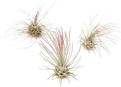 Red Colorful Tillandsia Air Plants - Long Lasting Color Enhanced Live Tillandsia Succulent House Plants - Home and Garden Decor - Easy Care Indoor/Outdoor Plants (Argentea Thin, Pack of 3)