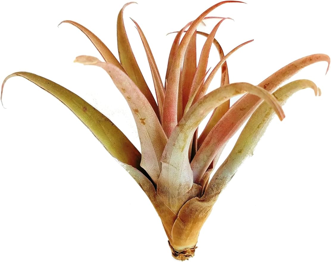 Rainforest Grown Extra Large Capitata Peach Air Plant - Live Tillandsia - 5 to 10 inches - 30 Day Guarantee