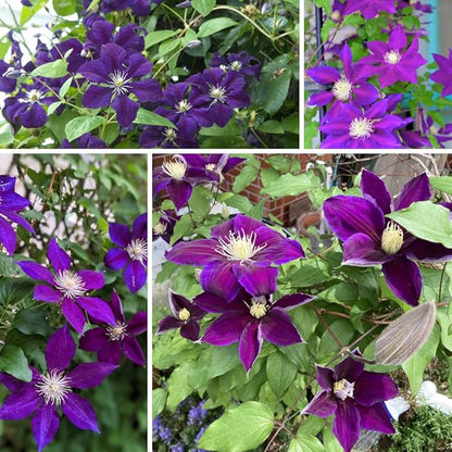 Deep Purple Clematis Vine Plant Live, Clematis Plant Live in 2.5 Inch Pot, Outdoor Garden