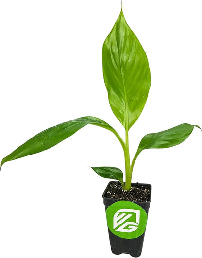 Sweet Heart Banana Live Plant - Musa - Wellspring Gardens Starter Plant - Easy to Grow Starter Plants Great for Nature Lovers & Gardeners - Outdoor Planting in Home, Garden, Patio & Yard
