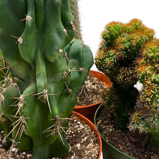 BubbleBlooms Cactus Assortment 6 inch Pots Set of 3