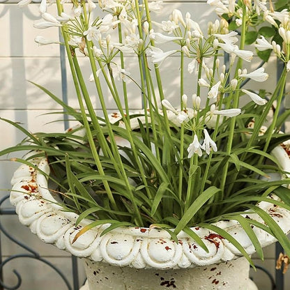 VISIBLE Vintage European Giant Garden Urn Planter, Decorative Cement and Fiber Flower Pot, Make Rust Finished, Wrap Foam Safely Delivered from Local Warehouse (Award Cup, Large)