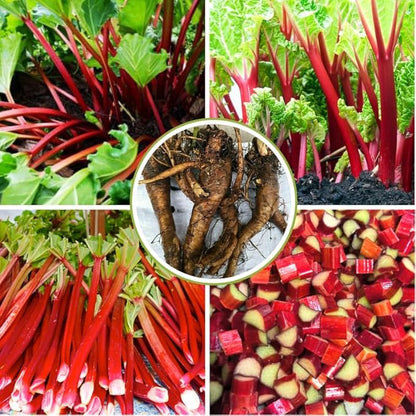 2 Victoria Rhubarb Roots for Planting, Large Rhubarb Crowns 6-10 Inch Tall, Rhubarb Plants for Planting, Perennial Vegetable Roots