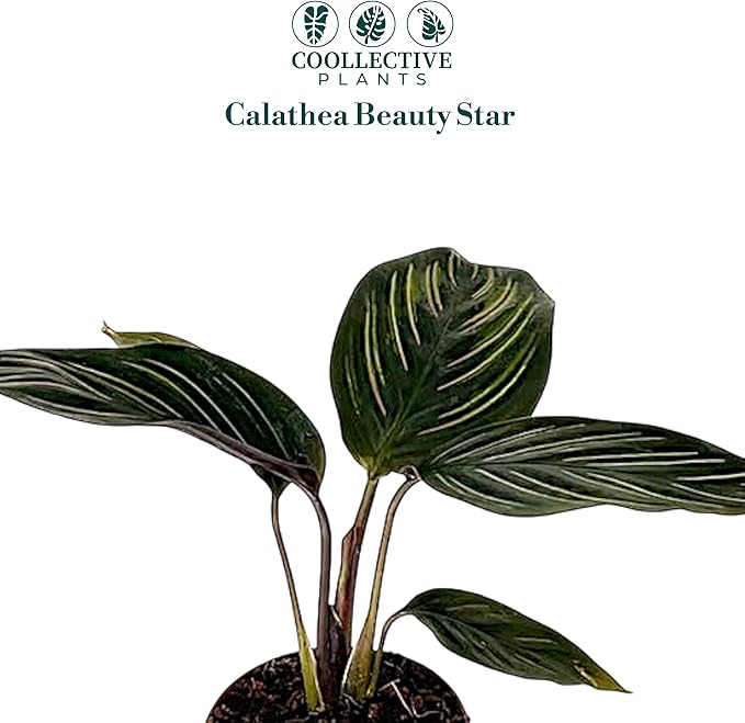 Calathea Beauty Star | Live Plant in a 4 Inch Growers Pot, Live Indoor, Easy to Grow, Easy to Care, and Low Maintenance Houseplant (2" Pot)