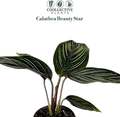 Calathea Beauty Star | Live Plant in a 4 Inch Growers Pot, Live Indoor, Easy to Grow, Easy to Care, and Low Maintenance Houseplant (2" Pot)
