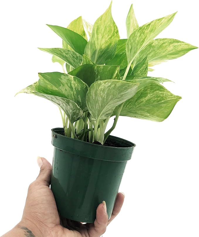 Live Pothos Plant - Epipremnum aureus ‘Marble Queen Pothos’ - ragnaroc Tropical Plant 5-8” Tall - 1ct Live Arrival Guaranteed - Low Maintenance House Plants for Home Decor & Gift