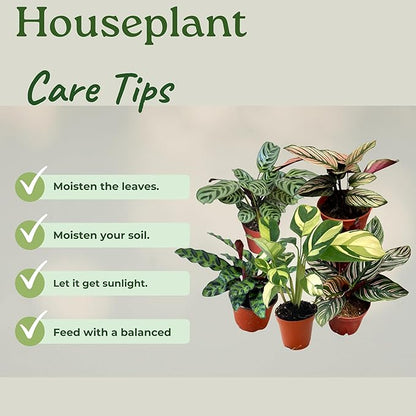 Calathea Assorted Starter Pack - Calathea Live Plants 5 Pack in 2 inch Pot- Pet Safe Air Purifying Indoor House Plants Flowers for Home Office Wedding Decor & Birthday Gift (Heat Pack Included)