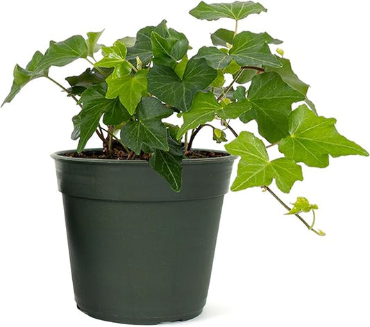 American Plant Exchange English Ivy – Live 4-Inch Potted Trailing Vine, Fast-Growing Air-Purifying Houseplant, Easy-Care Indoor & Outdoor Climbing Ivy for Hanging Baskets