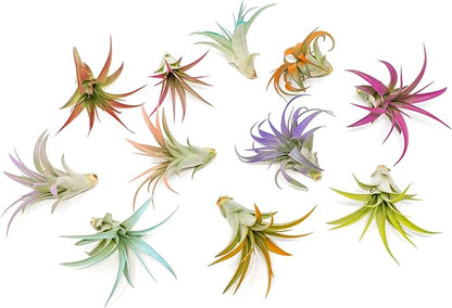 Light Blue Colorful Tillandsia Air Plants -Long Lasting Color Enhanced Live Tillandsia Succulent House Plants - Home and Garden Decor -Easy Care Indoor/Outdoor Plants (Brachycaulos Abdita, Single)