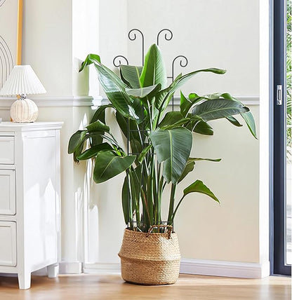 2 Set 32'' Taller Plant Trellis for Climbing Plants Indoors & Outdoor, Garden Metal Trellis Plant Support for Potted Plants, Houseplants, Flowers Vine, Ivy, Pothos, Monstera