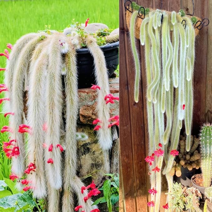 Rare Monkey Tail Cactus Live Plant, Trailing Cactus, Hanging Succulent for Planting, in 2" Pot