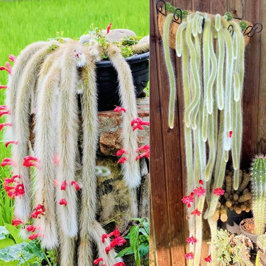 Rare Monkey Tail Cactus Live Plant, Trailing Cactus, Hanging Succulent for Planting, in 2" Pot