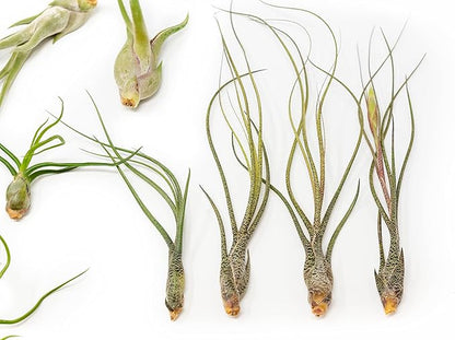 Pack of Wild Ones Air Plants - Tillandsia Caput Medusae, Butzii & Bulbosa Guatemala - Succulent House Plants for Holders - Available in Wholesale/Bulk - Easy Care Indoor/Outdoor Plants (Pack of 50)
