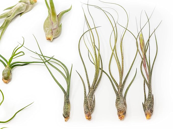 Pack of Wild Ones Air Plants -Tillandsia Caput Medusae, Butzii & Bulbosa Guatemala - Available in Wholesale and Bulk - Home and Garden Decor- Easy Care Indoor/Outdoor Air Plants (Pack of 25)