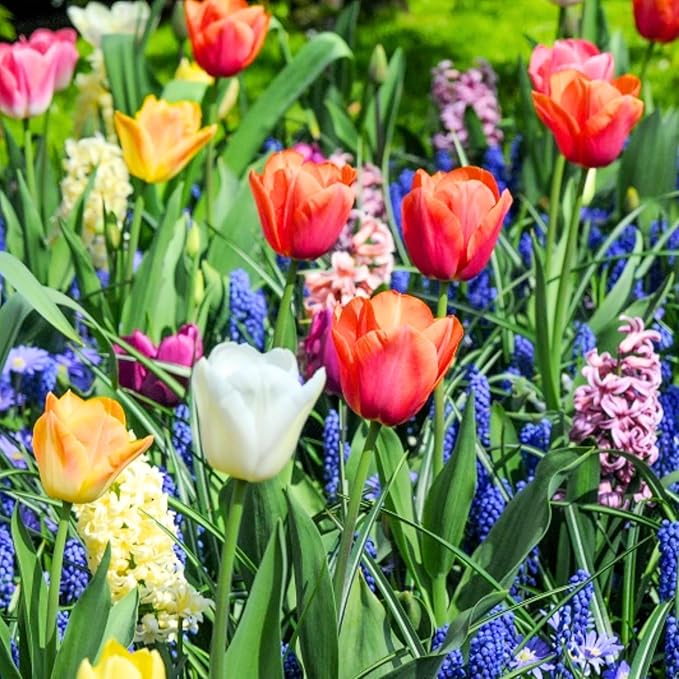 Pack 50 Multicolor Flower Bulbs for Fall Planting, Top-Size Bulbs, Mix Flower Bulbs for Planting, Bloom All Spring and Summer, Variety of Colors