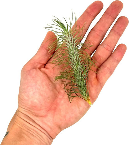 ragnaroc Air Plants - Colombian Tillandsia Funckiana, Large 5" - 1ct - Live Arrival Guaranteed - House Plants for Home Decor & Gift