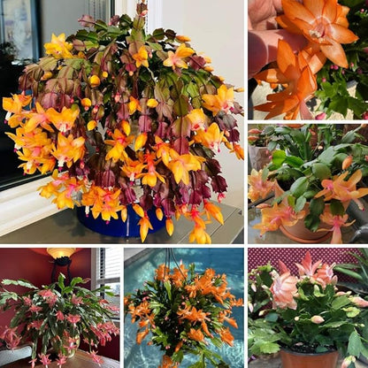 Christmas Cactus Live Plant 4 inch Pot, Christmas Flower Plant, Flower Succulents Plants, Holiday Christmas Cactus for Planting (Orange Christmas Cactus)