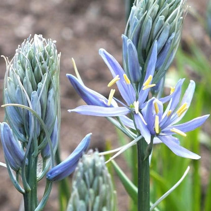 Camassia Cusickii Bulbs – Rare Wild Hyacinth Blue Flower | Pacific Northwest Native Camassia Bulb | Deer Resistant | Fall Planting | 14cm+ Size (1 Pack)