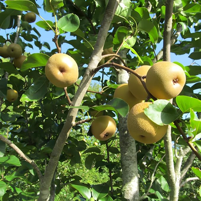 Hosui Asian Pears Trees for Planting | 2.5–3 Ft Live Hosui Live Plant| Easy-Grow Edible Fruit Tree for Home Gardens & Patios | No Ship to CA,HI,AK