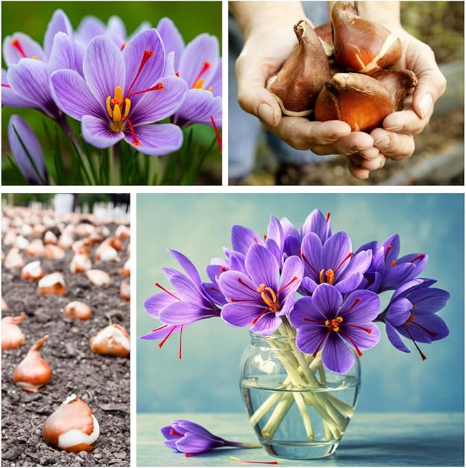 Rare Saffron Spice Crocus Bulbs - 10 Healthy Bulbs to Grow - Grow Saffron Spice - Very Rare