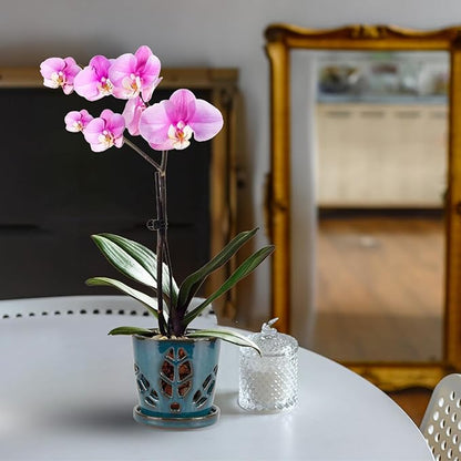 W&W Orchid Pot with Holes and Saucer for Repotting, Teal, 5.5 Inches