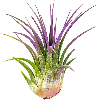 ragnaroc Air Plants - Tillandsia Ionantha, Regular 2-3" - 1ct - Organically Enhanced Color - Live Arrival Guaranteed - House Plants for Home Decor & Gift, Lavender