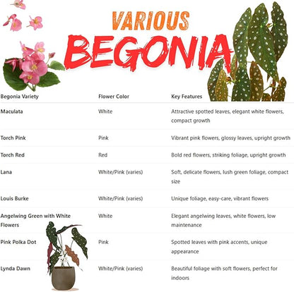 Begonia Plants Live, Rare Begonias Indoor Growing, Hanging Basket, Starter 5 to 9 Inc Tall (Autumn)
