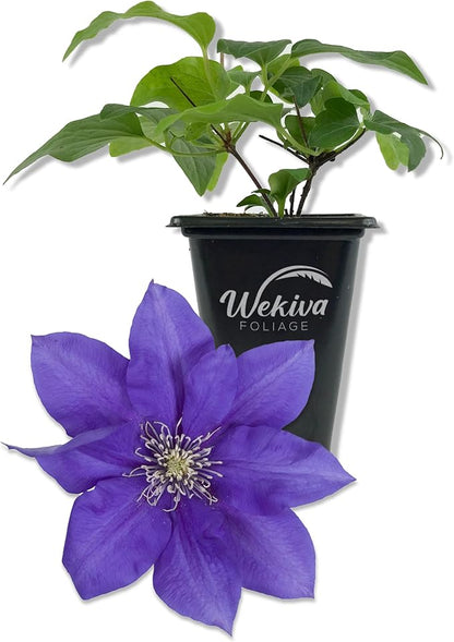 Clematis Olympia - Live Starter Plant in a 2 Inch Growers Pot - Starter Plants Ready for The Garden - Rare Clematis for Collectors