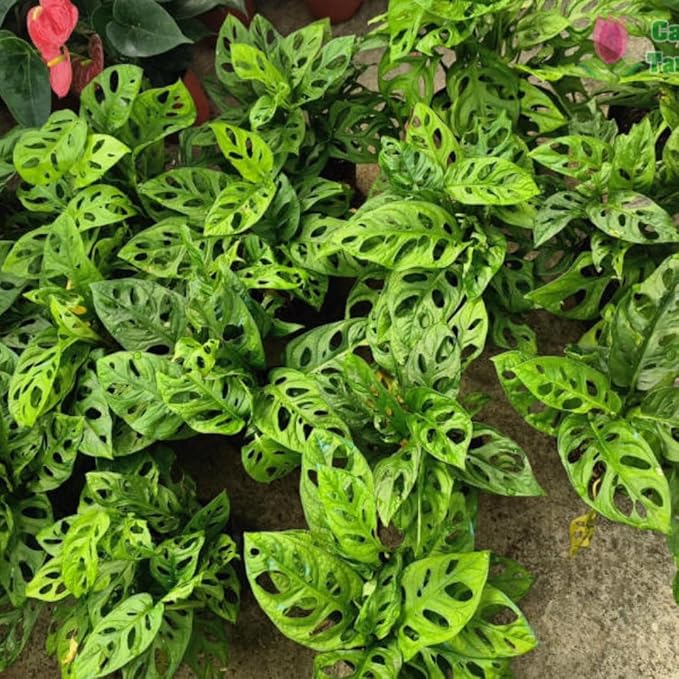 2 Rare Philodendron Live Plants Varieties Collection, Philodendrons Plants Size 5-9 Inc for Indoor Houseplant Décor, Ornamental Tropical Well-Rooted (Monstera Swiss Cheese Narrow Leaf)