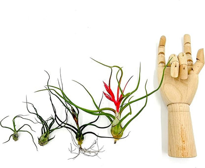 ragnaroc Air Plants - Flowering Tillandsia Bulbosa Belize, Giant 7-9" - 5ct - Live Arrival Guaranteed - House Plants for Home Decor & Gift