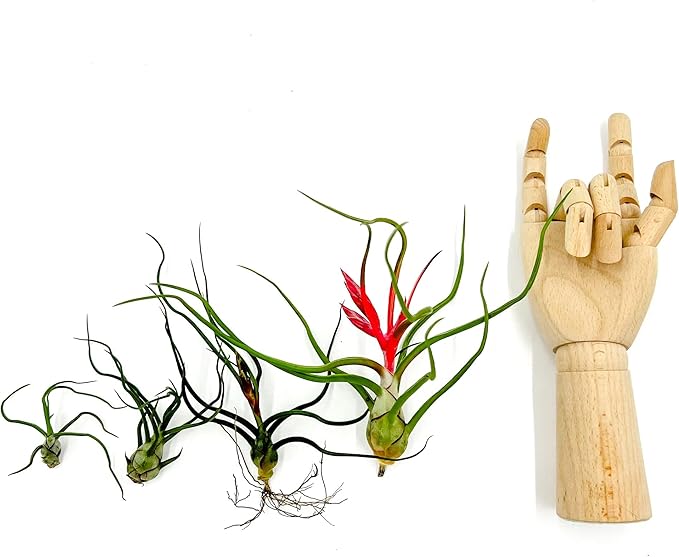 ragnaroc Air Plants - Flowering Tillandsia Bulbosa Belize, Giant 7-9" - 3ct - Live Arrival Guaranteed - House Plants for Home Decor & Gift