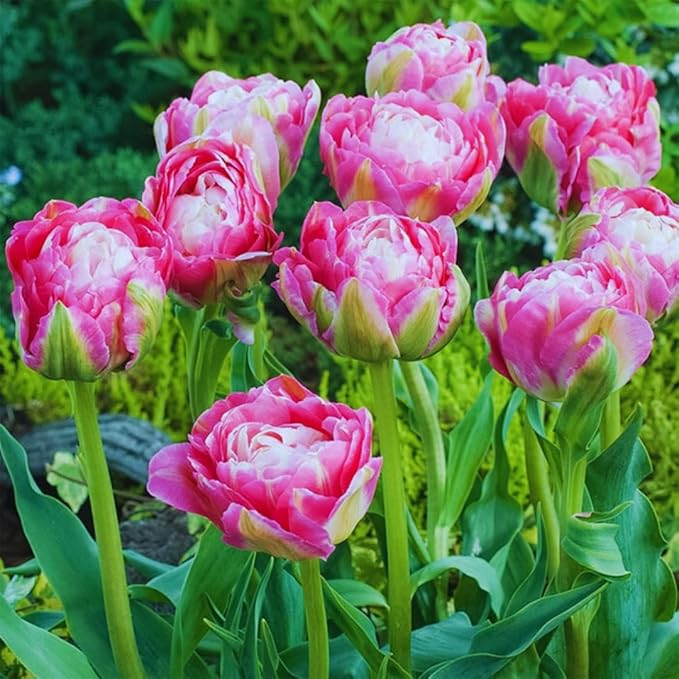 10 Tulip Bulbs for Fall Planting Bulk, Tulip Bulb, Perennial Flower Bulbs for Garden Growing, Tulip Bulbs Bulk (Double Mix)