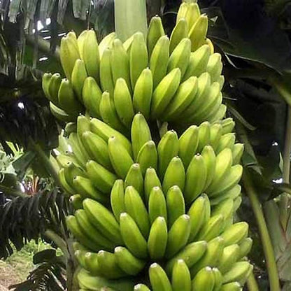 Sweet Heart Banana Live Plant - Musa - Wellspring Gardens Starter Plant - Easy to Grow Starter Plants Great for Nature Lovers & Gardeners - Outdoor Planting in Home, Garden, Patio & Yard